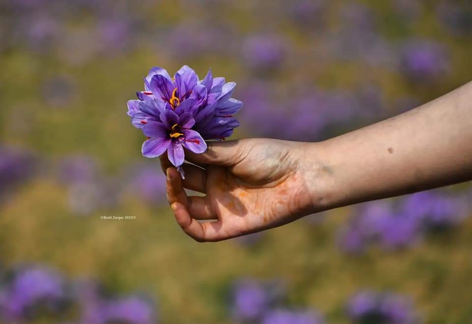 The Golden Treasure of Kashmir: Why Kashmiri Saffron is the World's Finest