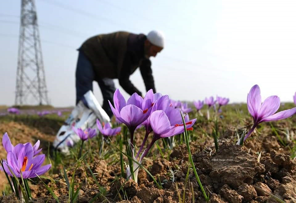 How Do We Get Saffron from Kashmir? The Journey of Red Gold