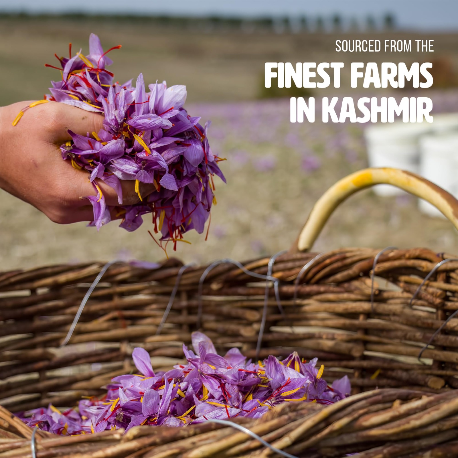 FLONA Kashmiri Premium Saffron/Kesar/Zafran