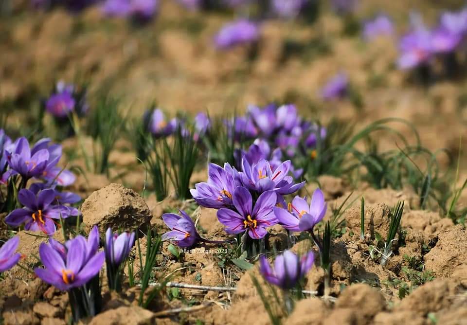 Elemental Eats India Pvt. Ltd. – The Leading Brand in Kashmiri Gourmet Excellence